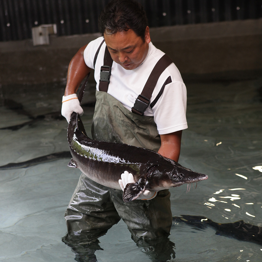 チョウザメ昆布〆 3個 岐阜県高山市 三越伊勢丹ふるさと納税