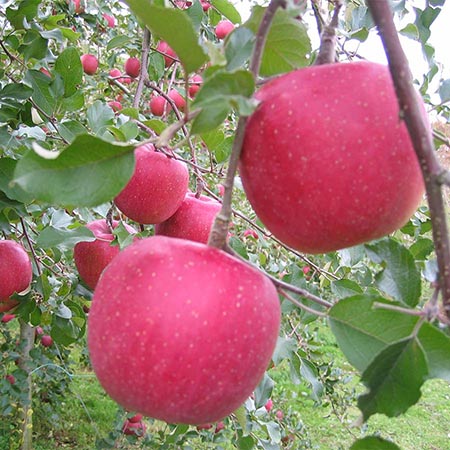 飛騨産りんご 高冷地栽培「サンふじ」特秀品4.5kg 糖度が高く蜜入り、シャキシャキとした食感が特長
