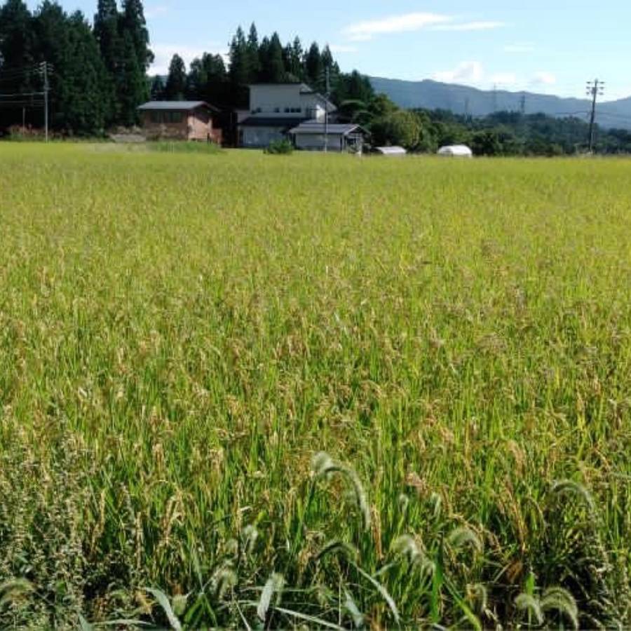＜拳＞食味コンクール3年連続『特別優秀賞』特別栽培米「こしひかり」飛騨う米『頂』（特撰）5kgx2（計10kg）【3ヵ月定期便】10月開始