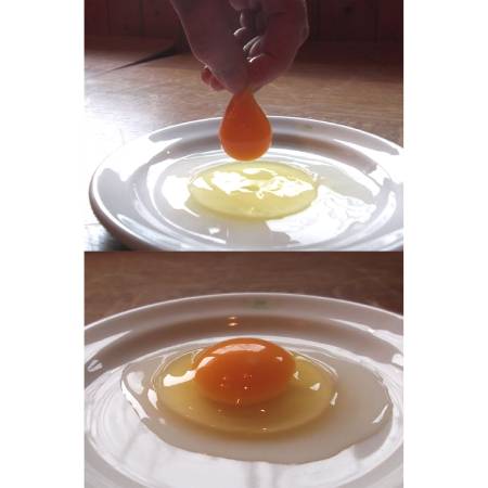 ＜森のたまご農園＞「平飼い卵」24個