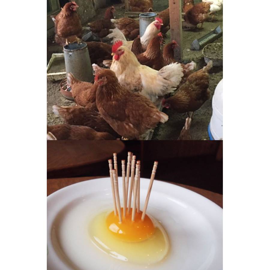 ＜森のたまご農園＞「平飼い卵」24個【12か月定期便】