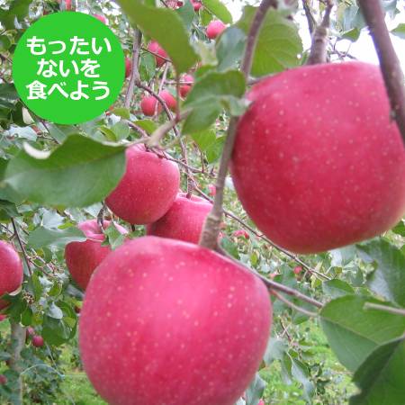 【もったいない！を食べよう】飛騨産りんご　ふじ　4.5kg