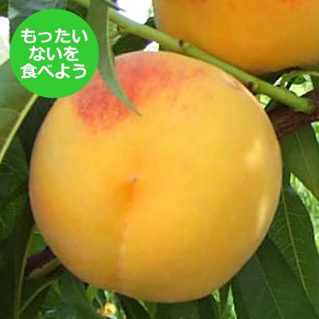 【もったいない！を食べよう】飛騨桃 黄金桃　1.5kg