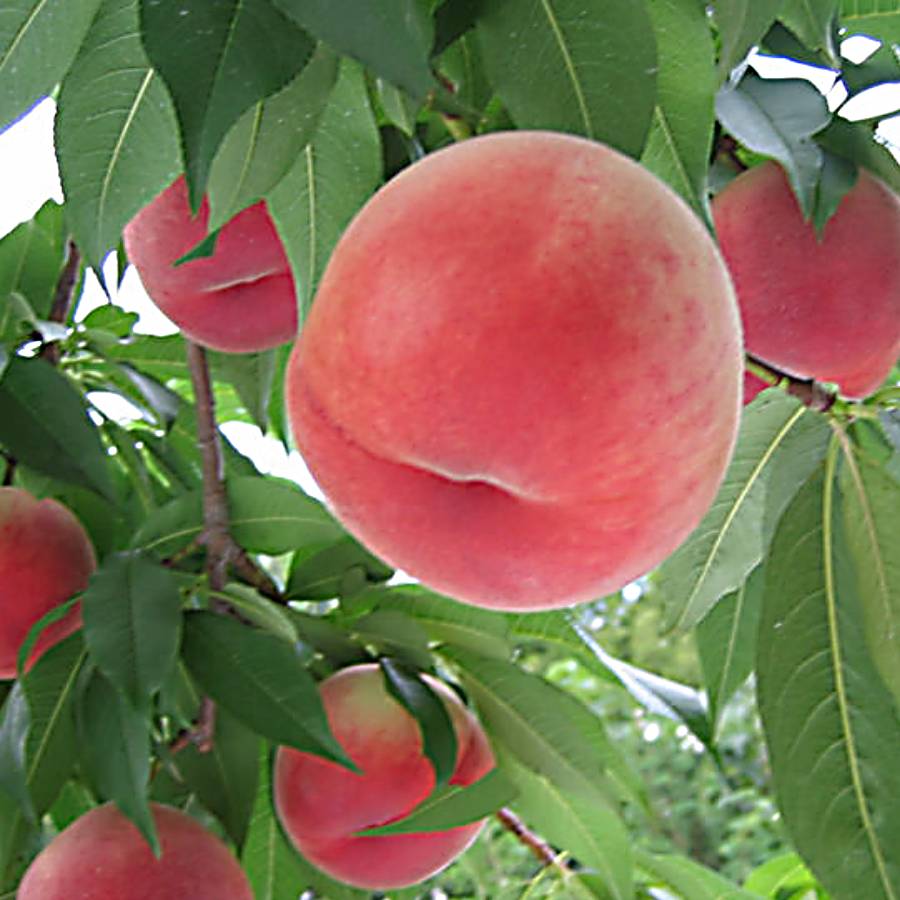 【もったいない!を食べよう】飛騨桃 品種はおまかせ 2.6kg