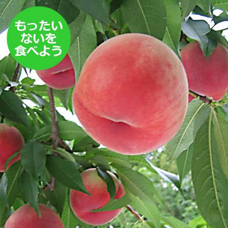 【もったいない！を食べよう】飛騨桃 品種はおまかせ 2.6kg