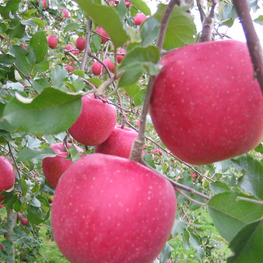 【もったいない！を食べよう】飛騨産りんご　品種はおまかせ2.7kg