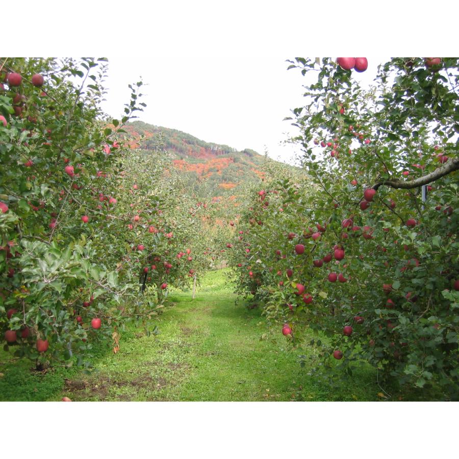 【もったいない！を食べよう】飛騨産りんご　品種はおまかせ2.7kg