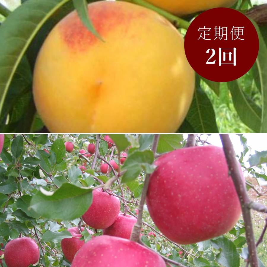 【もったいない！を食べよう】飛騨産　黄金桃＆りんご（品種おまかせ）2回定期便