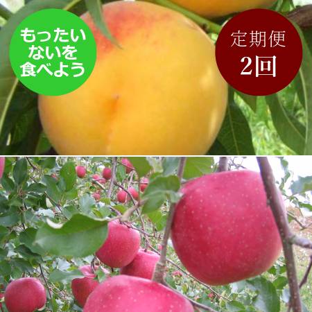 【もったいない！を食べよう】飛騨産　黄金桃＆りんご（品種おまかせ）2回定期便