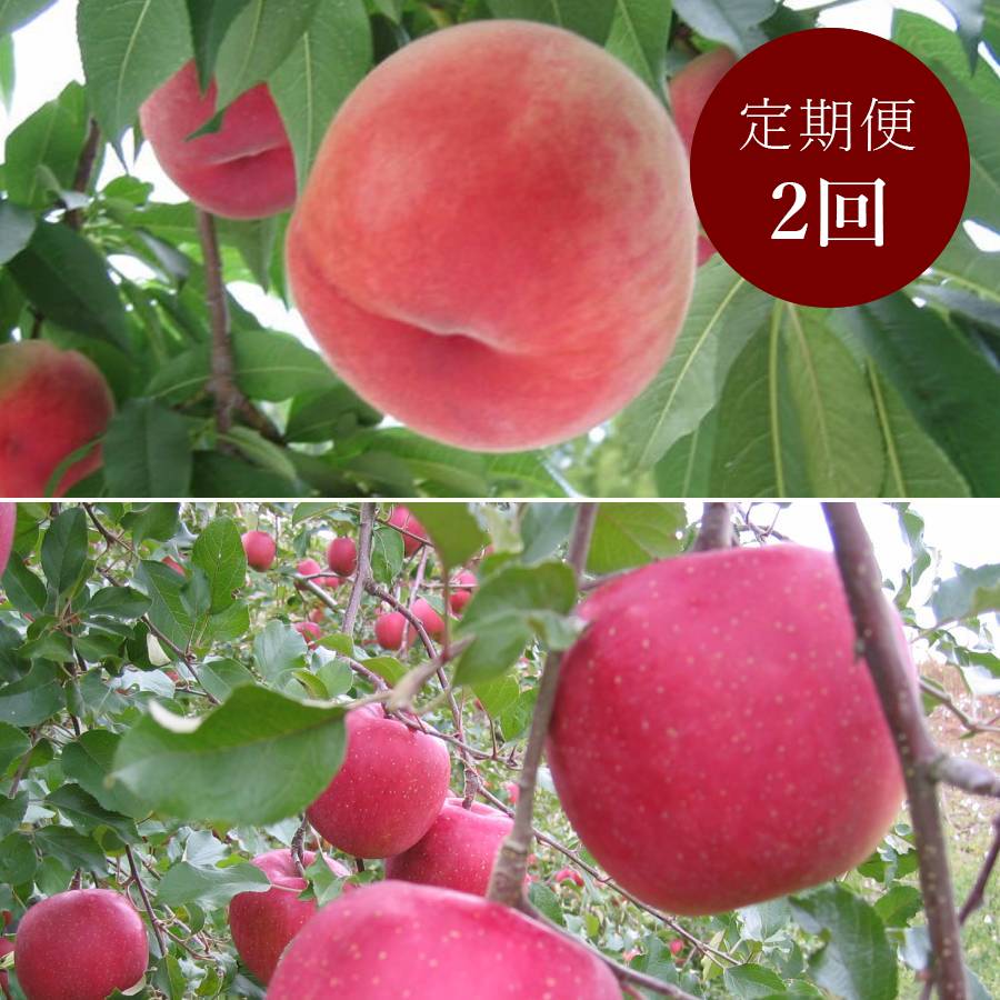 【もったいない！を食べよう】飛騨産桃（品種おまかせ）＆りんご（ふじ）2回定期便