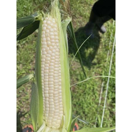 ＜大橋農園＞“糖度19度以上“朝採れとうもろこし「おおもの白」（特大サイズ）４kg　