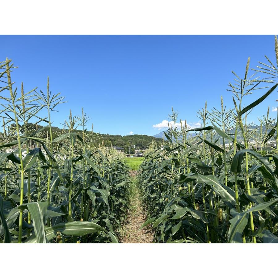 ＜大橋農園＞“糖度18度以上“朝採れとうもろこし「おおもの黄色」（特大サイズ）４kg　