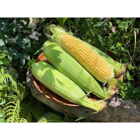＜大橋農園＞“糖度19度以上“朝採れとうもろこし「きみひめ」（LLサイズ）４.5kg　