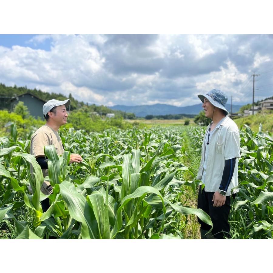 ＜大橋農園＞【飛騨美濃伝統野菜】認証「あじめこしょう青唐」1.5kg
