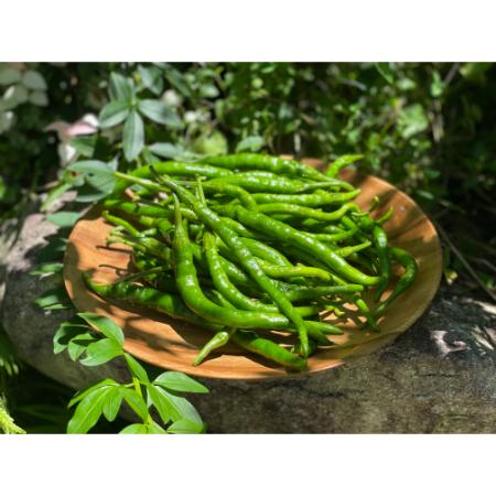 ＜大橋農園＞【飛騨美濃伝統野菜】認証「あじめこしょう青唐」3kg