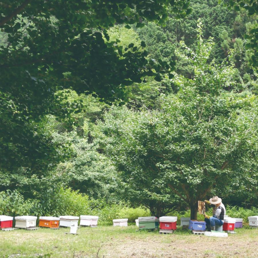 <深田養蜂>化粧箱入、天然蜂蜜 国産の非加熱生はちみつ 養蜂家直送味比べ2本セット 230g×2本