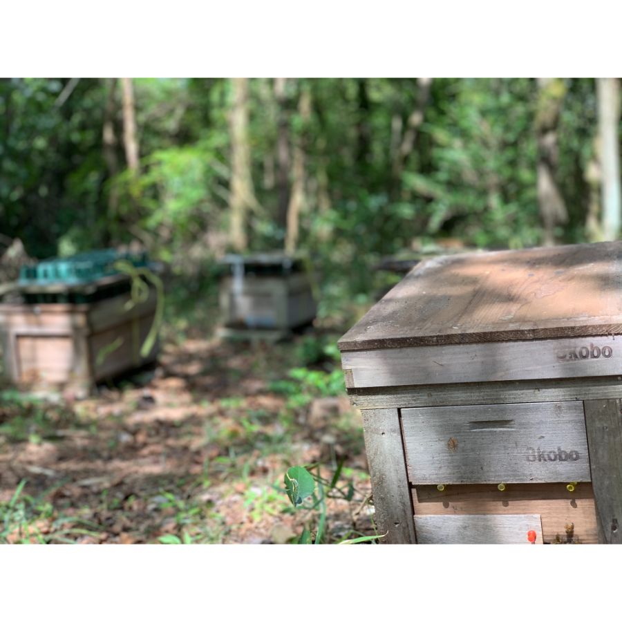 隔月届く【3回定期便】＜はち工房こうけつ＞恵那「蓮華」蜂蜜300ｇ