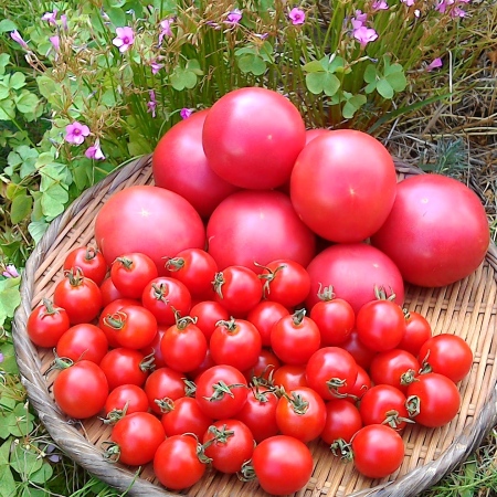 ＜ありがとうファーム＞有機トマト（大玉&ミニ）1kg