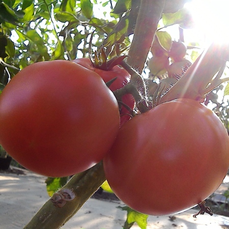 ＜ありがとうファーム＞有機大玉トマト1kg