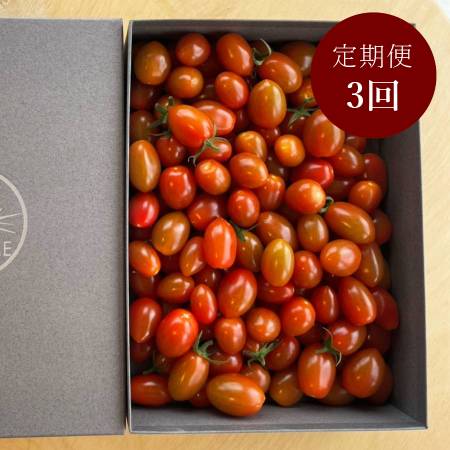 ＜細野ファーム＞ミニトマト「スピカ」800g【３ヵ月定期便】