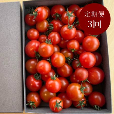 ＜細野ファーム＞完熟「ミニトマト」800g【３ヵ月定期便】