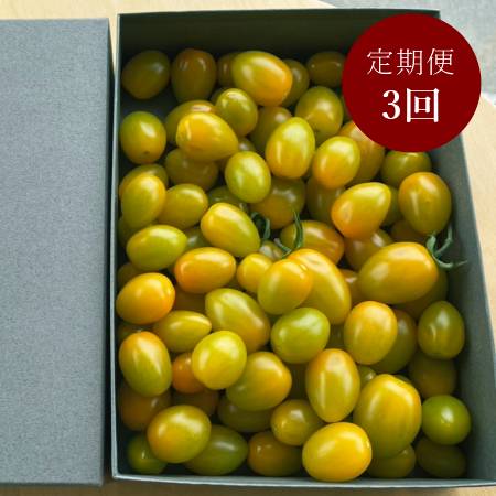 ＜細野ファーム＞「イエロースピカ」800g【３ヵ月定期便】