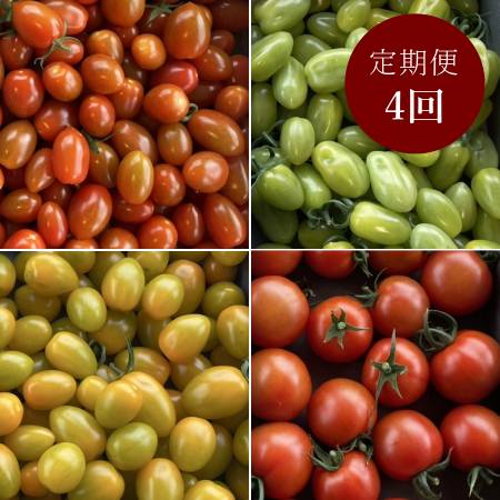 ＜細野ファーム＞「ミニトマト」【４ヵ月定期便】