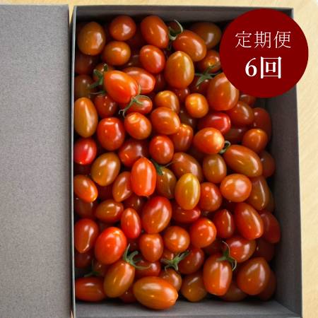＜細野ファーム＞ミニトマト「スピカ」2kg【６ヵ月定期便】