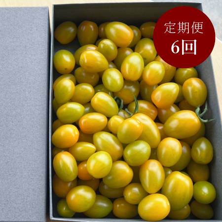 ＜細野ファーム＞「イエロースピカ」2kg【６ヵ月定期便】