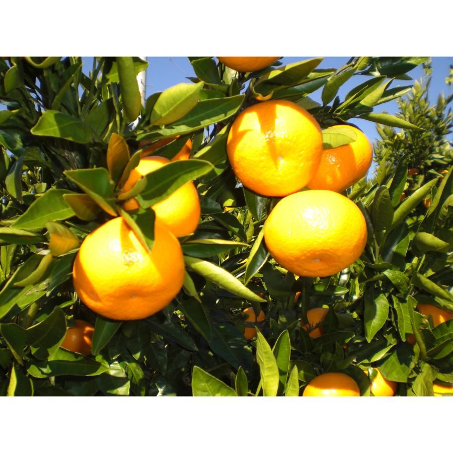 ＜木負観光みかん園＞寿太郎みかん　3kg贈答用M～Lサイズ