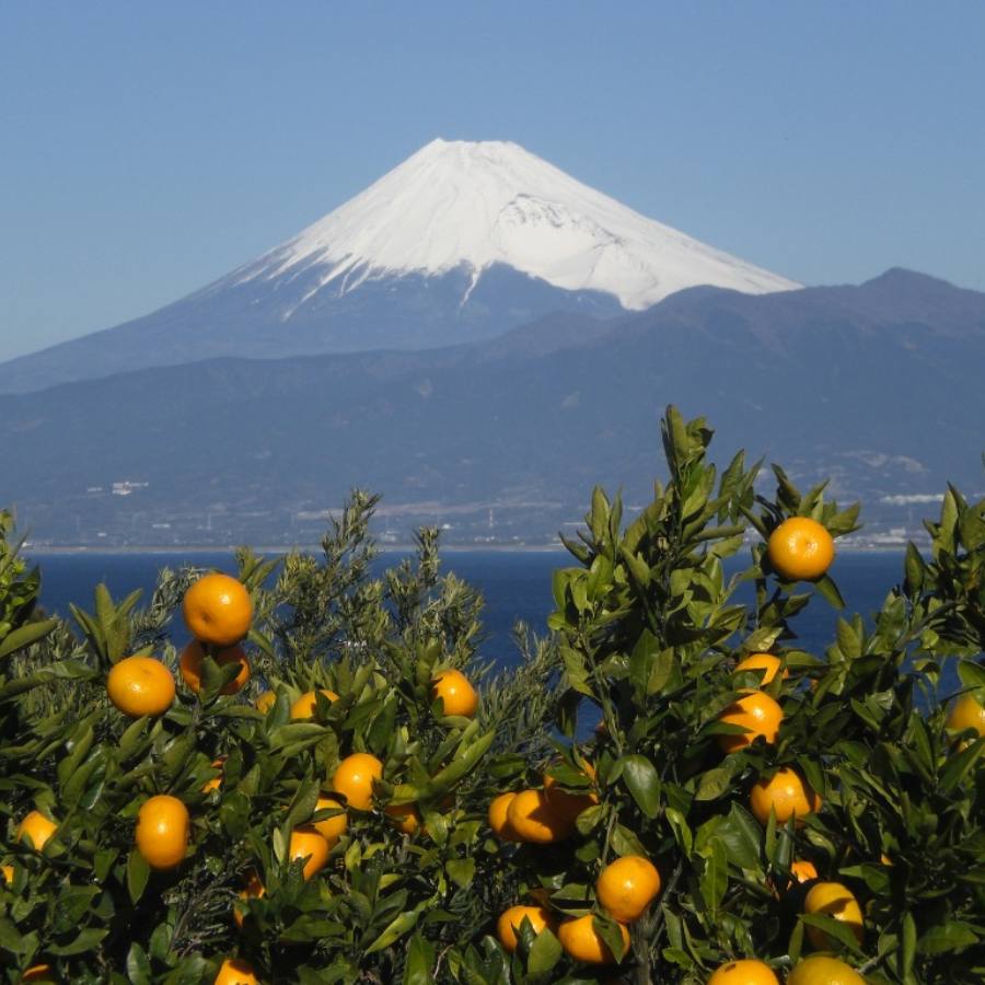 【もったいない！を食べよう】＜木負観光みかん園＞早生(わせ)みかん10kg