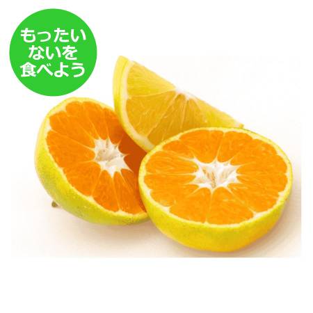 【もったいない！を食べよう】＜木負観光みかん園＞極早生みかん10kg