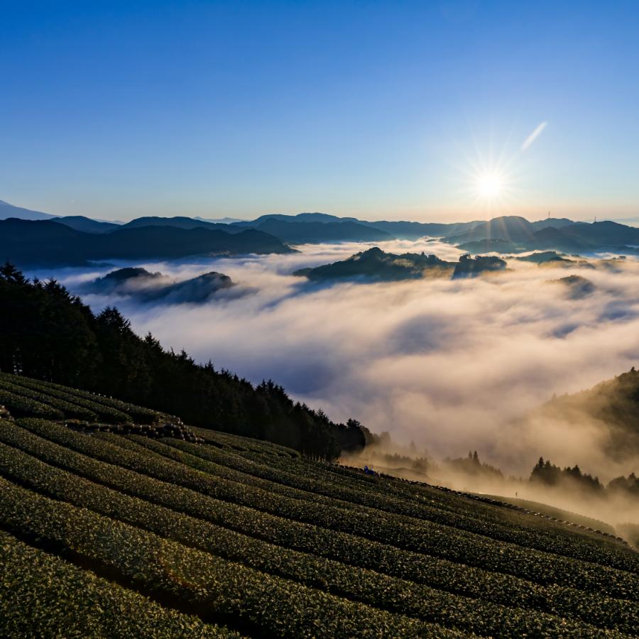 ＜おいしい日本茶研究所＞日本ノ茶葉「ティーバッグセット(ボタニカルA)」