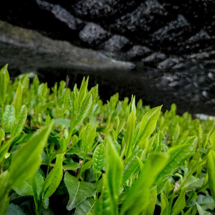 ＜おいしい日本茶研究所＞【抹茶-MATCHA-】デザイン缶入り（30g）