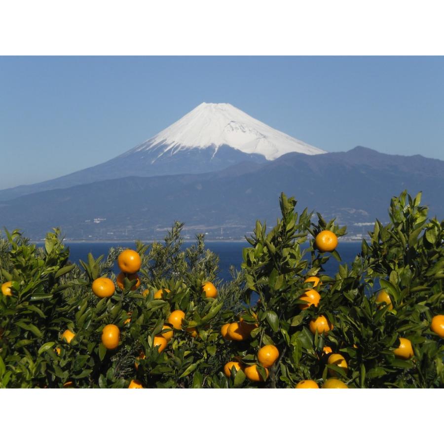 <木負観光みかん園>青島みかん3kg 贈答用
