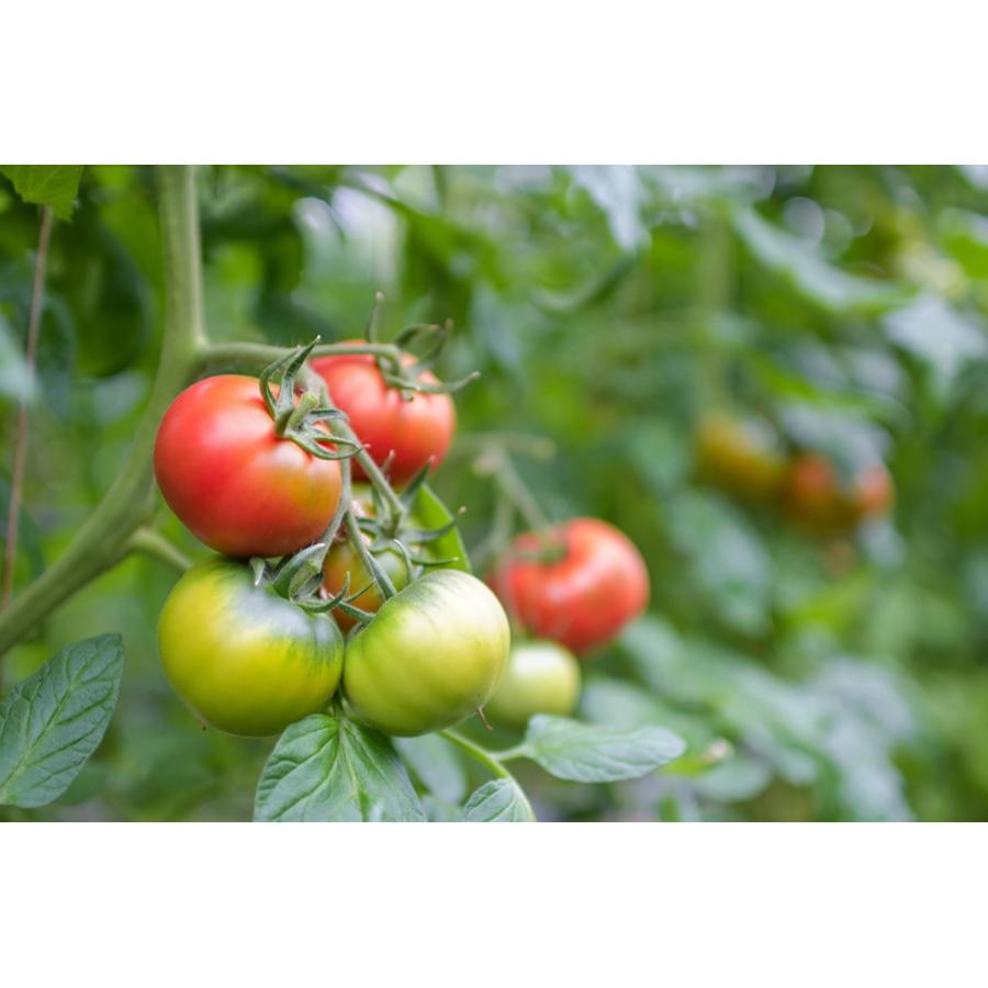 高糖度トマト「アメーラトマト」900g