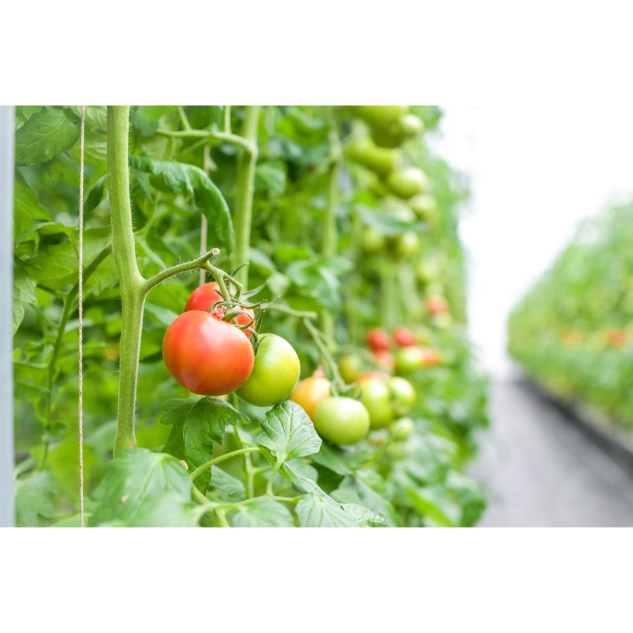 高糖度トマト「アメーラトマト」900g