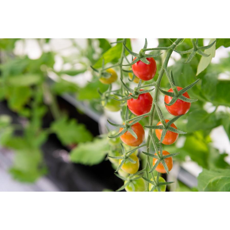 <アメーラ>アメーラルビンズ60g×5