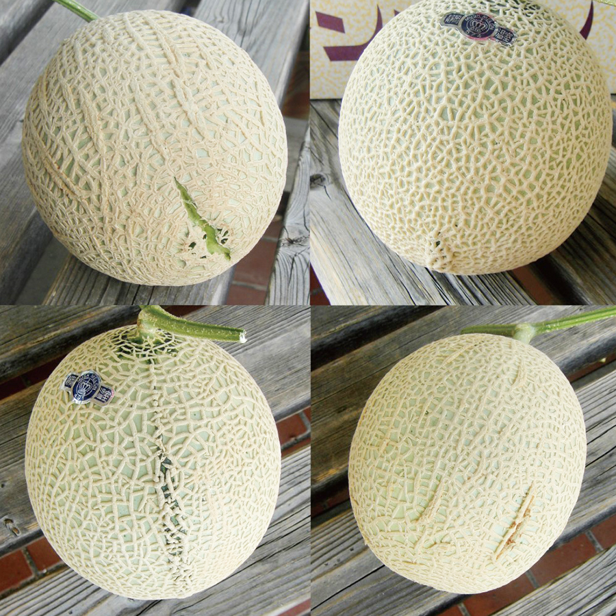 訳ありクラウンメロン1玉（1.0kg以上）【もったいない！を食べよう】