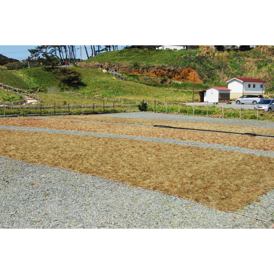 <西林商店>伊豆下田須崎産ところてん 定番12個セット