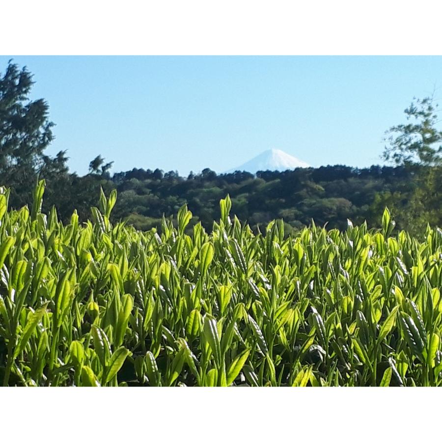 ＜自園自製深蒸銘茶　たかつか園＞富士山と背比べをしながら育ったお茶100ｇ×1