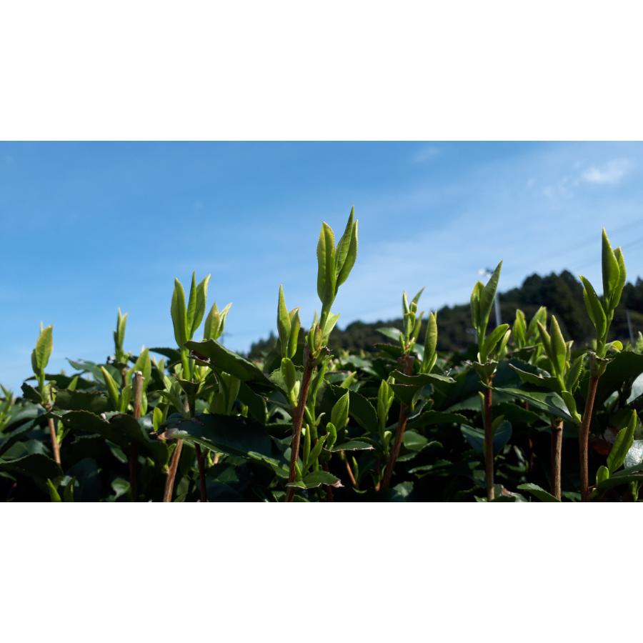 ＜自園自製深蒸銘茶　たかつか園＞深むし茶いぶき100ｇ×1