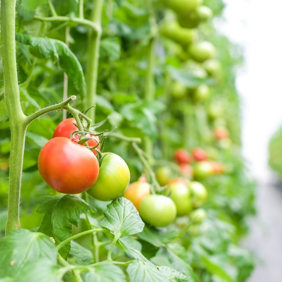 <アメーラ>高糖度トマト「アメーラトマト」900g