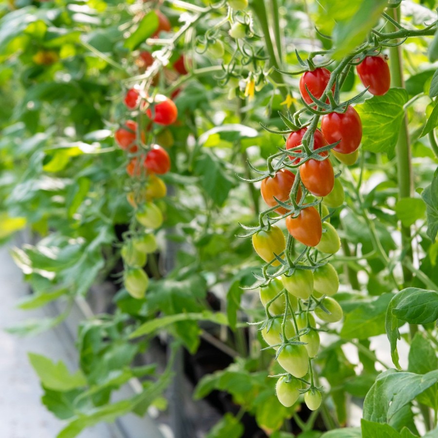 <アメーラ>アメーラルビンズ60g×5