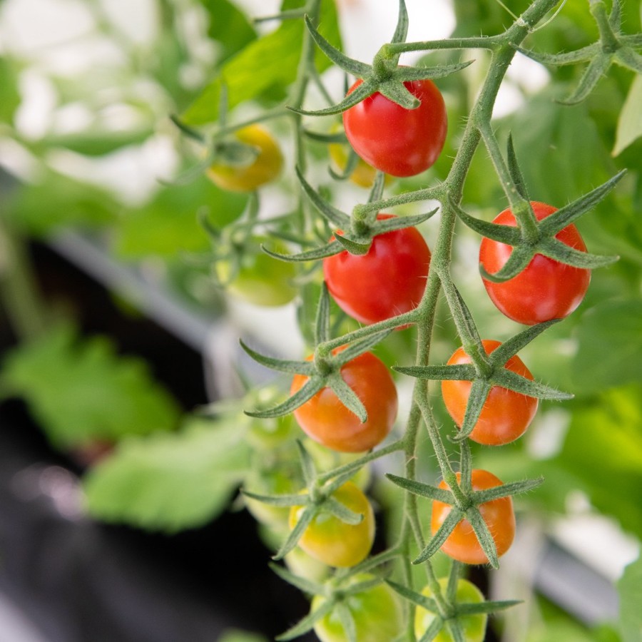 <アメーラ>アメーラルビンズ60g×5