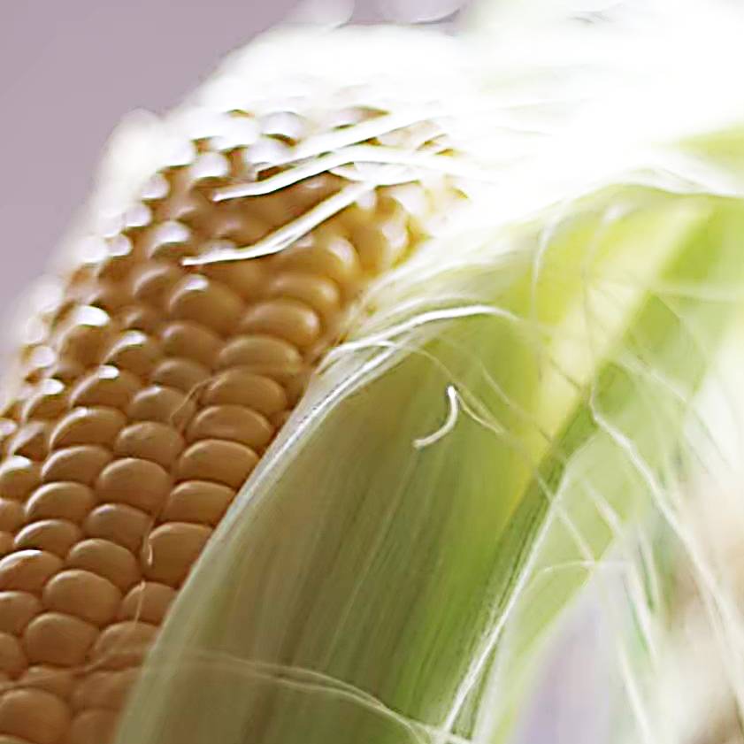 『野菜ソムリエサミット』金賞受賞＜杉中園芸＞”朝採れ”とうもろこし「味来」400gx10本（計4kg）・S090