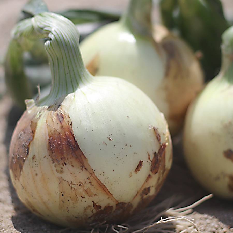 ＜杉中園芸＞玉ねぎ「真玉」5kg・S096