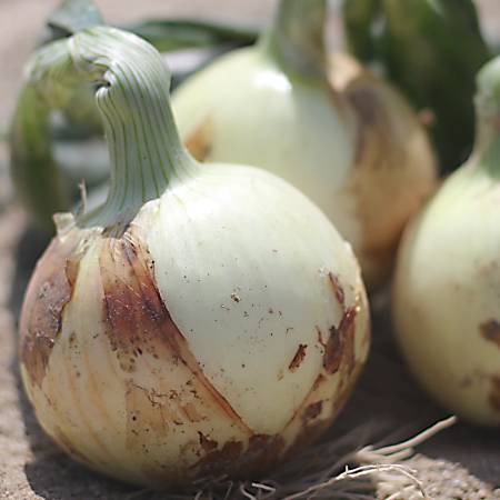 ＜杉中園芸＞玉ねぎ「真玉」5kg・S096