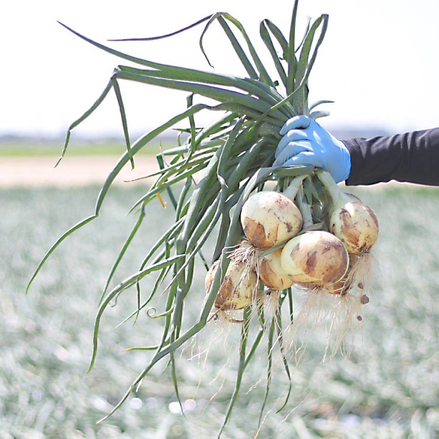 ＜杉中園芸＞玉ねぎ「真玉」5kg・S096