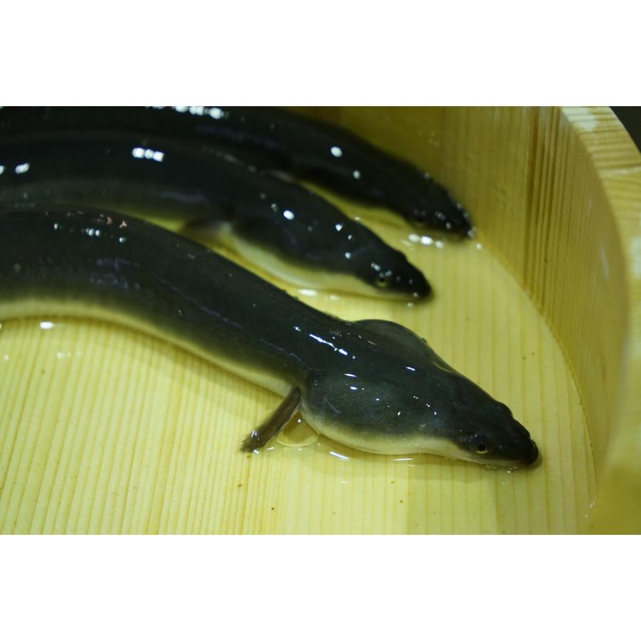 ＜うなぎ割烹　みかわ三水亭＞三河産鰻 炭火手焼き「蒲焼」2尾【6ヵ月定期便】・M127